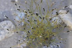 Crepis flexuosa